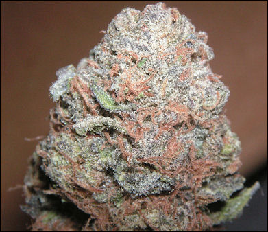 20120527-cannabis -Purple_Kush.jpg